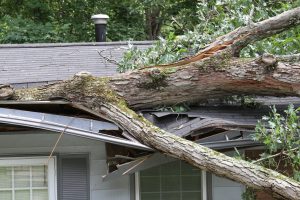 A roof crushed by a white oak tree during a storm